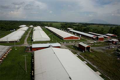 Contract poultry farming in Philippines is one of the best ways to quickly commercialize your poultry production.