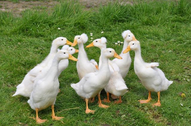 Pekin Ducks in the Philippines
