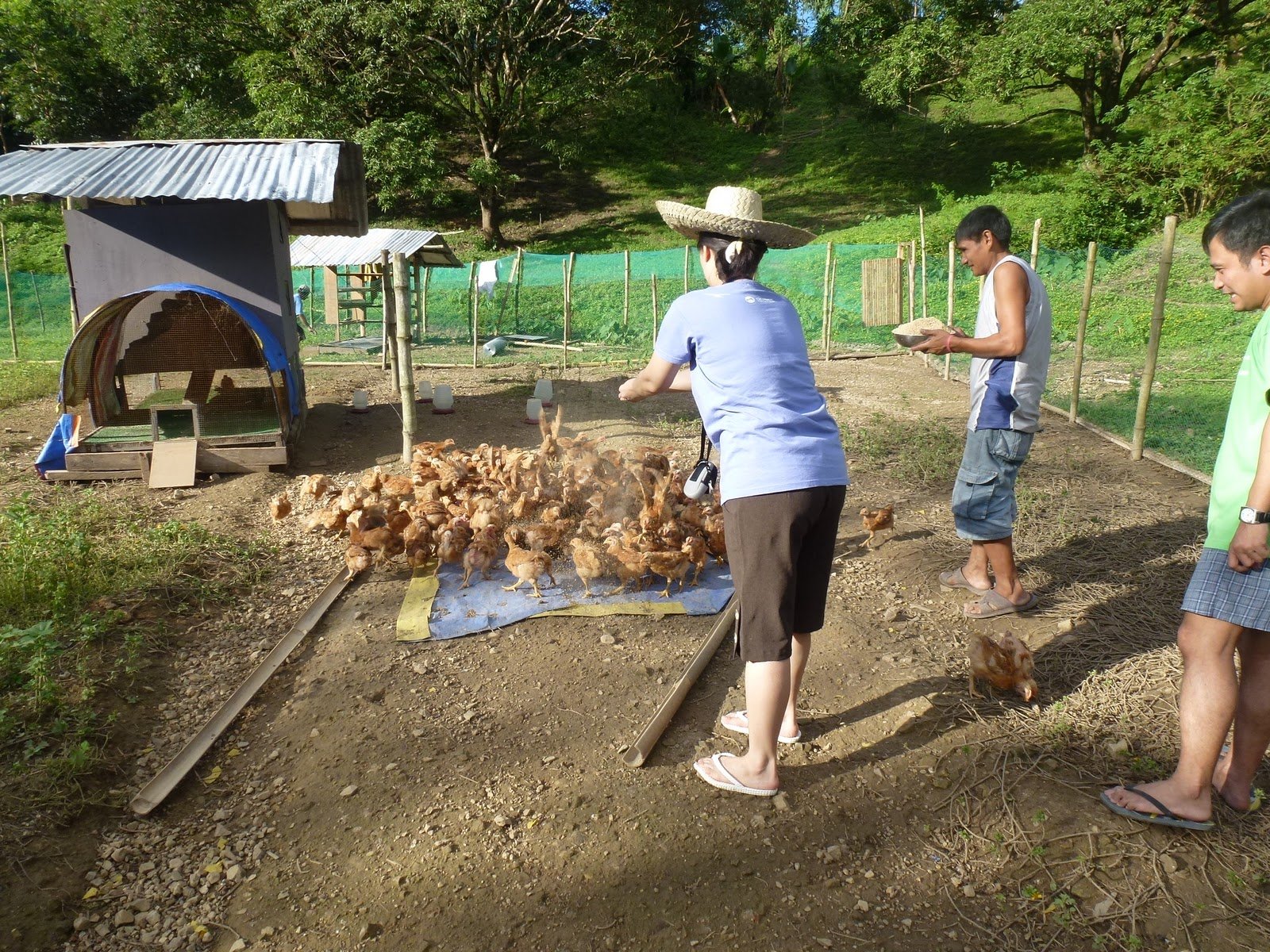 Native Chicken Cage Philippines