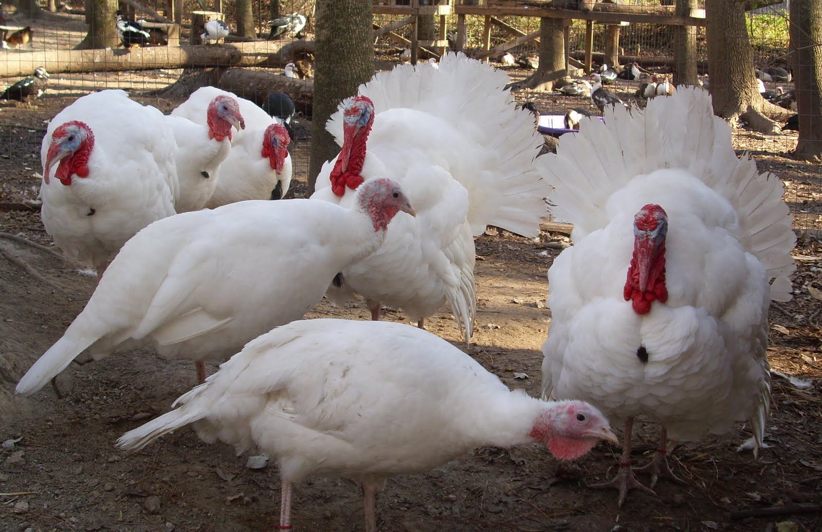 Beltsville Small White Turkey