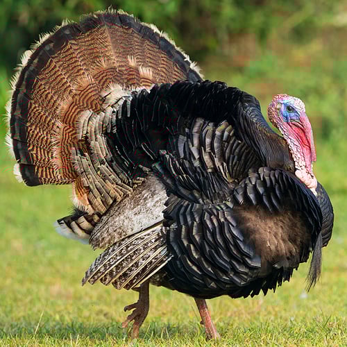The Philippine Native Turkey