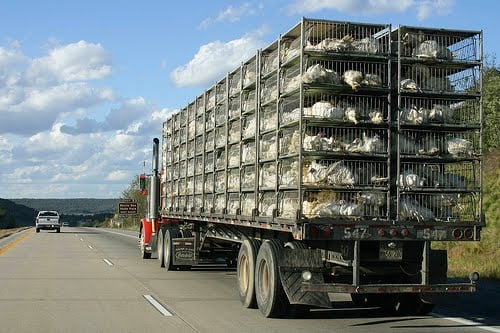 Transporting Chickens in a Truck