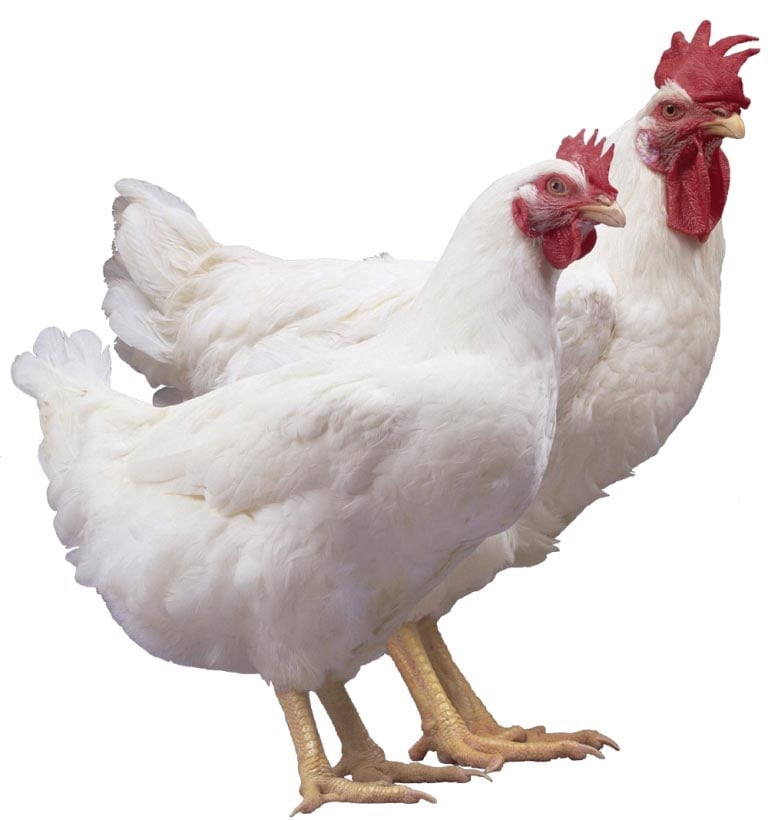 Arbor Acre Broilers