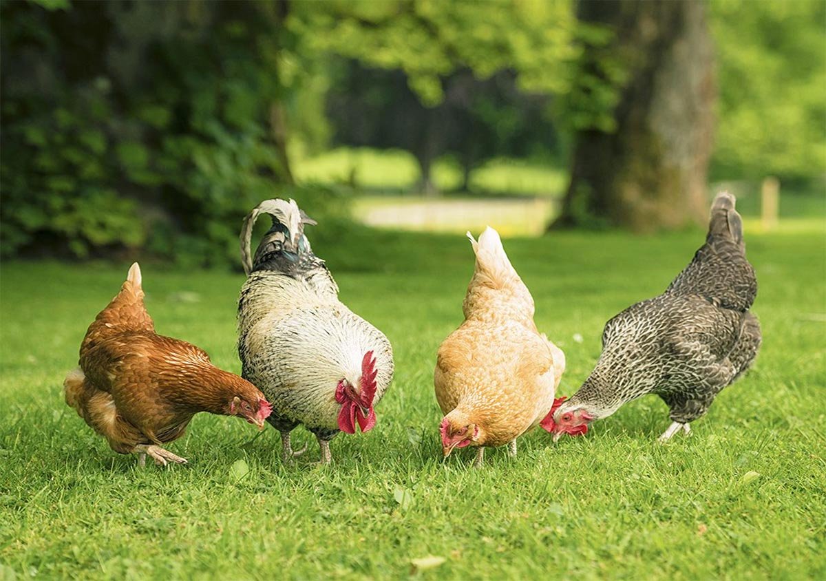 Chicken Breeds in the Philippines and Choosing the Right One.